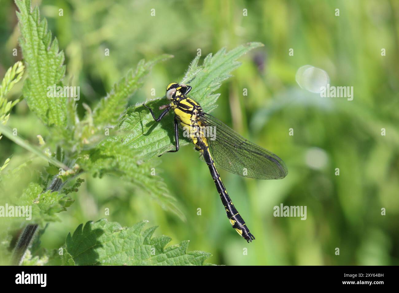 Libellule commune ou libellule à queue Club, mâle immature - Gomphus vulgatissimus Banque D'Images