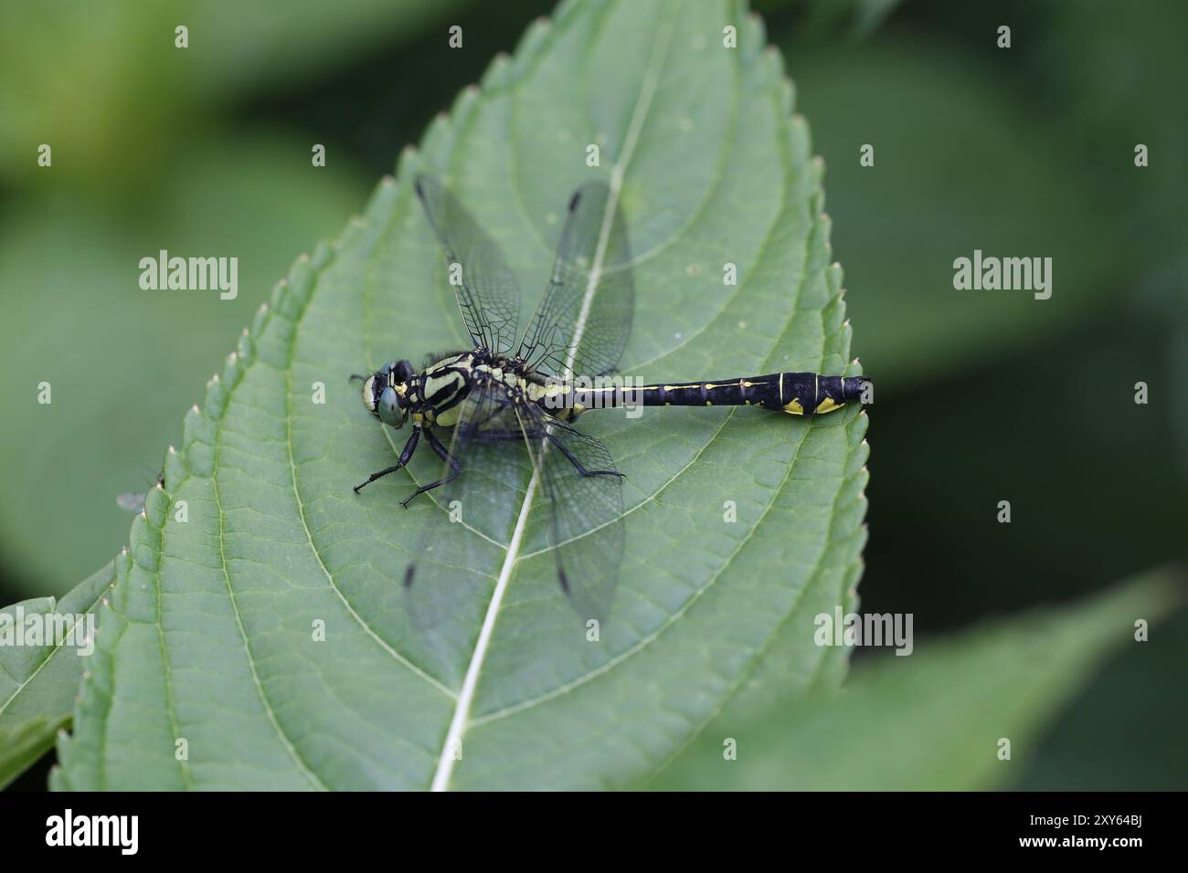 Libellule commune ou libellule à queue Club, mâle mature - Gomphus vulgatissimus Banque D'Images