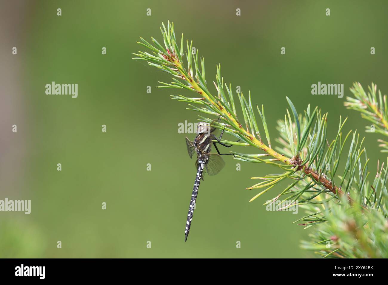 Hawker commun ou Moorland Hawker Dragonfly, mâle immature - Aeshna Juncea Banque D'Images