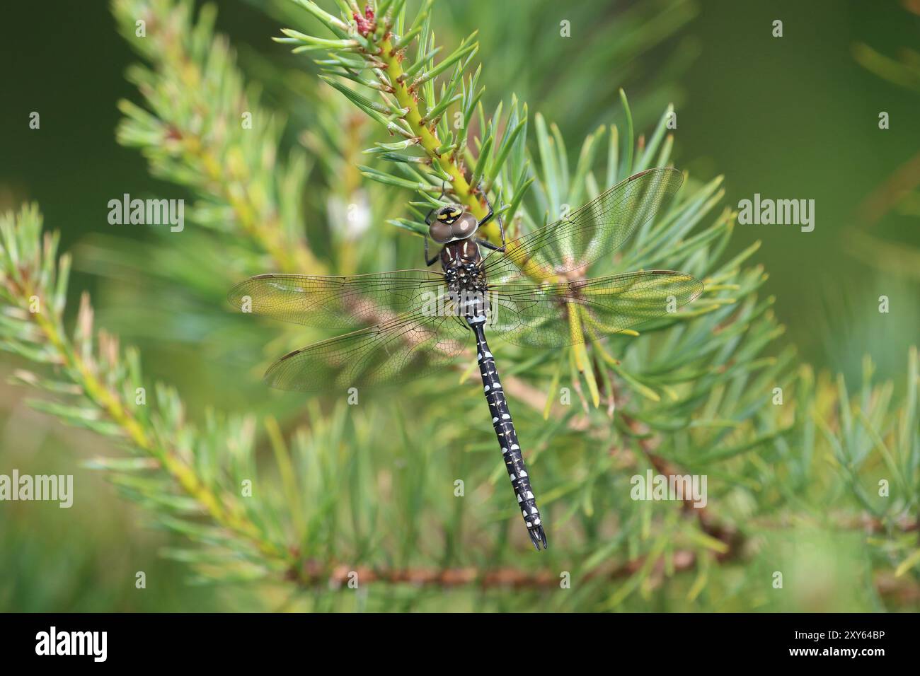 Hawker commun ou Moorland Hawker Dragonfly, mâle immature - Aeshna Juncea Banque D'Images