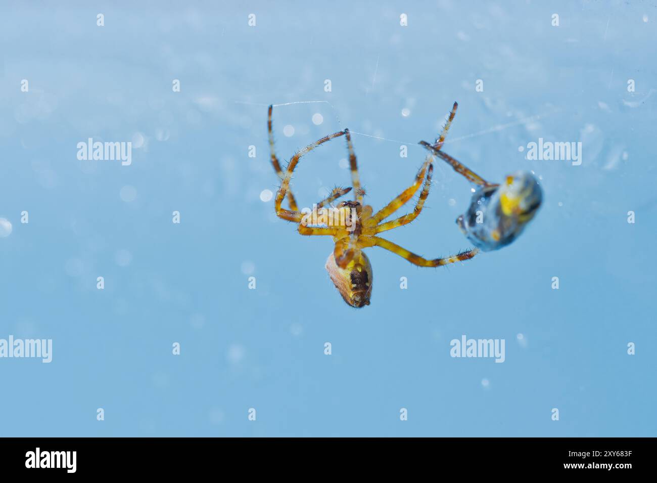 L'araignée croisée (Araneus) s'approche de sa proie, une abeille (Anthophila) filée dans le cocon Banque D'Images