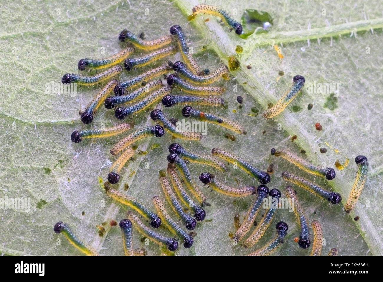 Grand papillon blanc (Pieris brassicae), chenilles nouvellement éclos sur la face inférieure d'une feuille de chou, Cornwall, Royaume-Uni. Banque D'Images