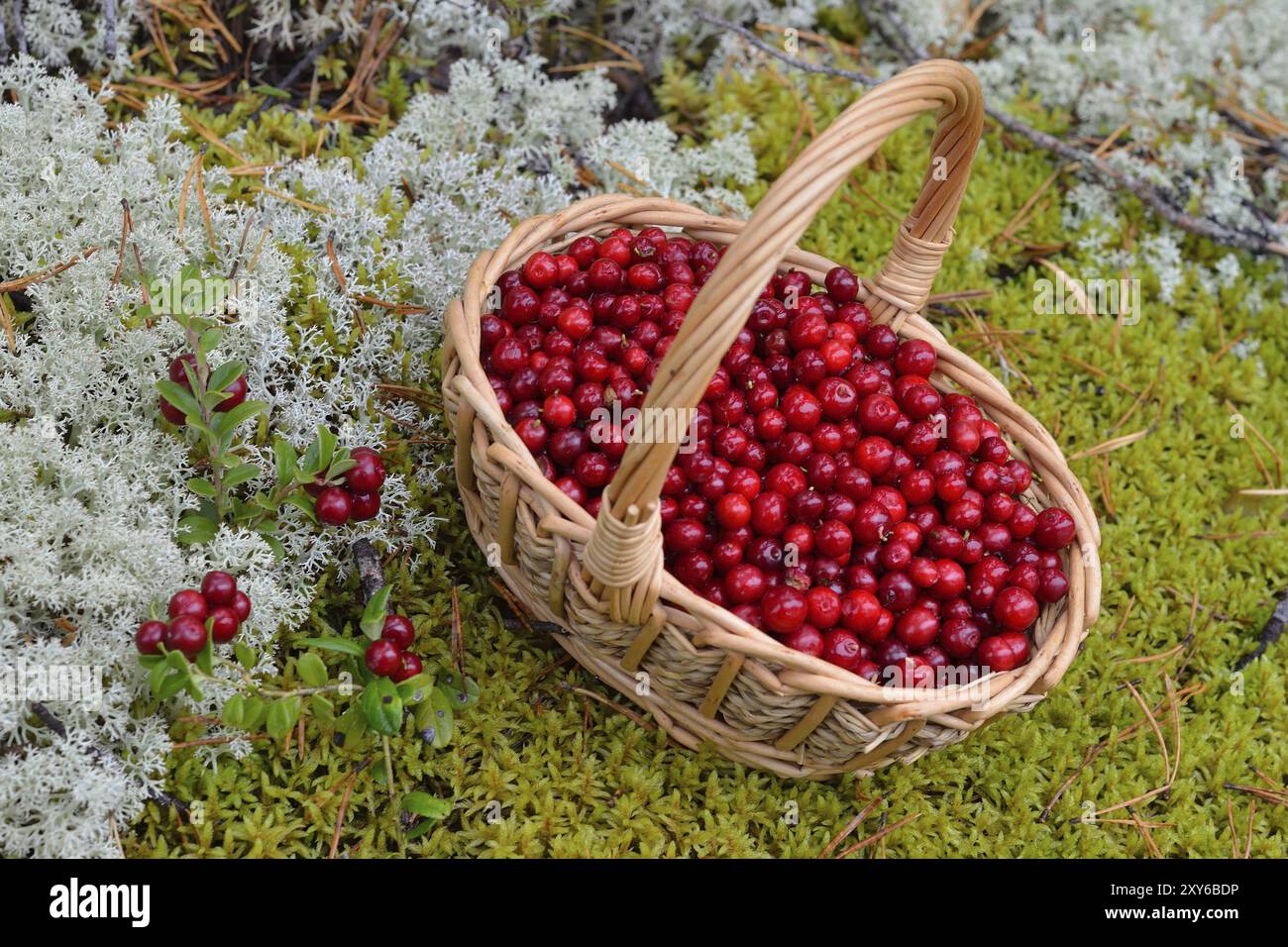 Lingonberry dans un panier dans les montagnes. Airelles dans un panier dans les montagnes Banque D'Images