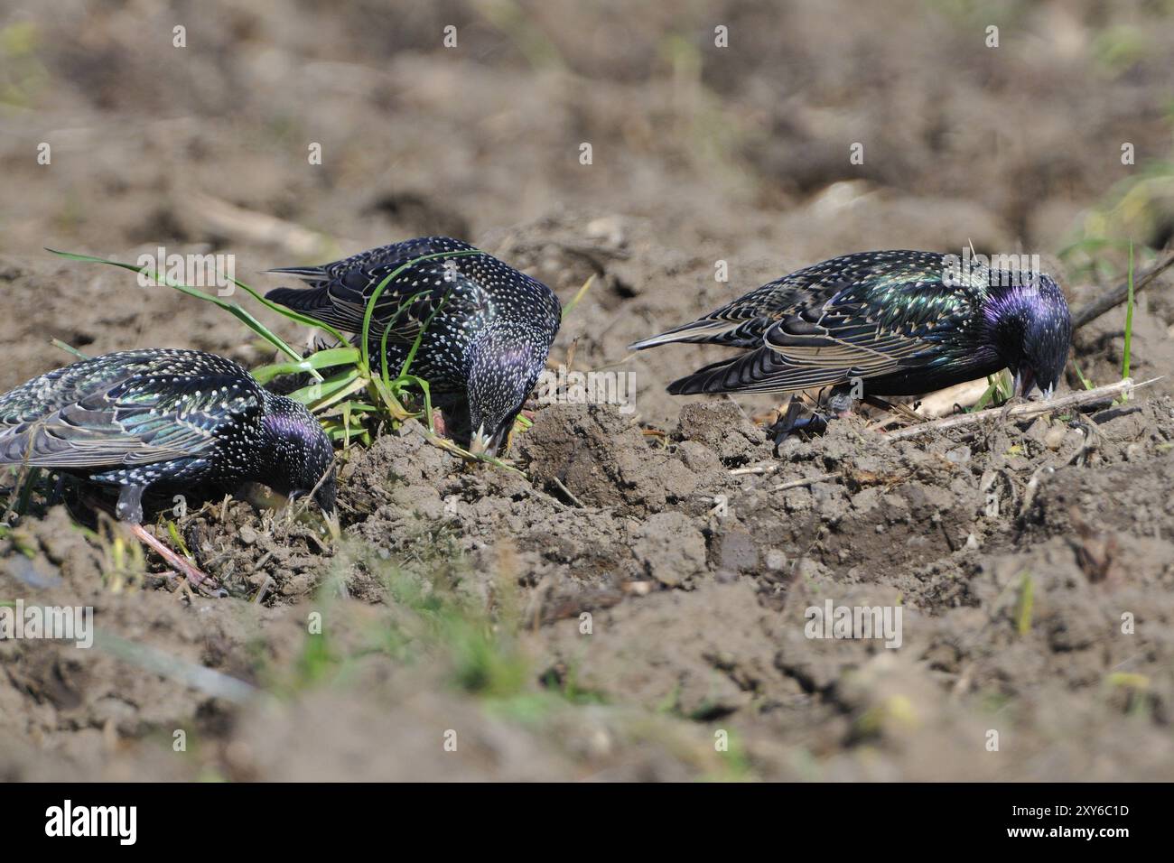 Étourneaux, volants en troupeaux, Sturnus vulgaris, étourneaux européens, passereaux Banque D'Images