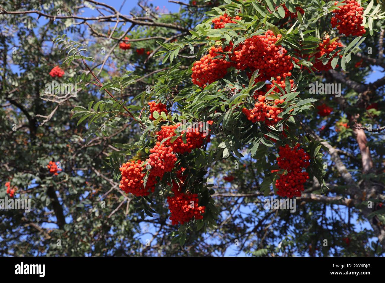 Rowan fruit sur un arbre en Suède. La flore suédoise. Banque D'Images