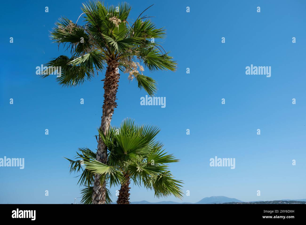 Palmiers contre ciel bleu, journée d'été ensoleillée, espace de copie Banque D'Images