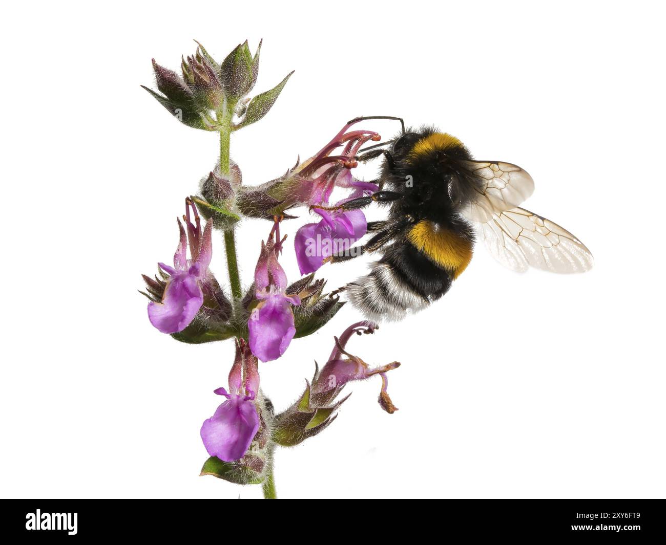 Bourdon moulu sur une fleur de gamander Banque D'Images