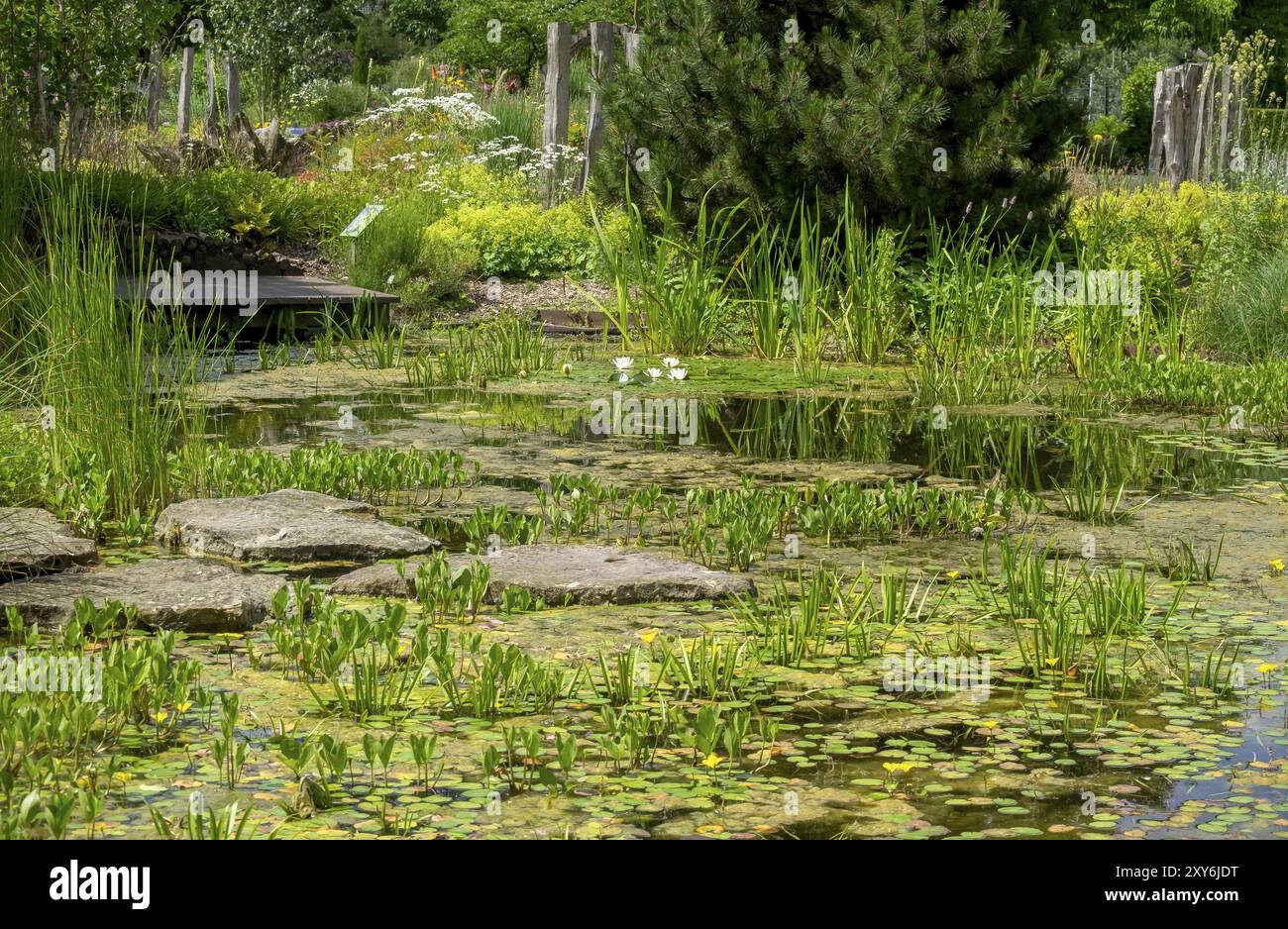 Un étang idyllique avec des nénuphars entouré d'une végétation luxuriante et une atmosphère paisible, Kreislehrgarten, Burgsteinfurt, Steinfurt, Muensterland, non Banque D'Images
