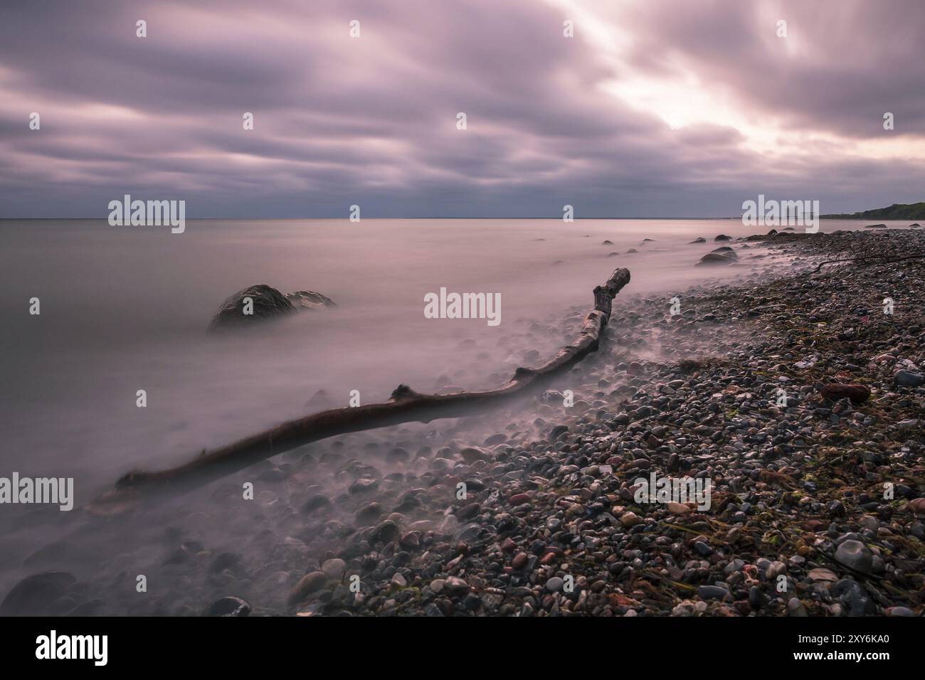 Bois flotté sur la côte de la mer Baltique près de Warnemuende Banque D'Images