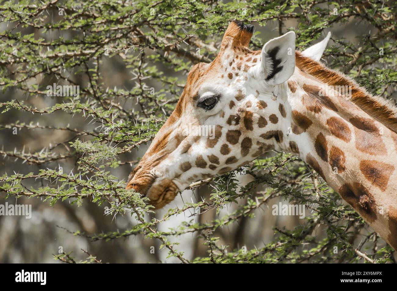 Une girafe Masai mangeant des feuilles d'un arbre d'acacia épineux. La girafe masai est en danger, et cette girafe, à l'intérieur du Banque D'Images