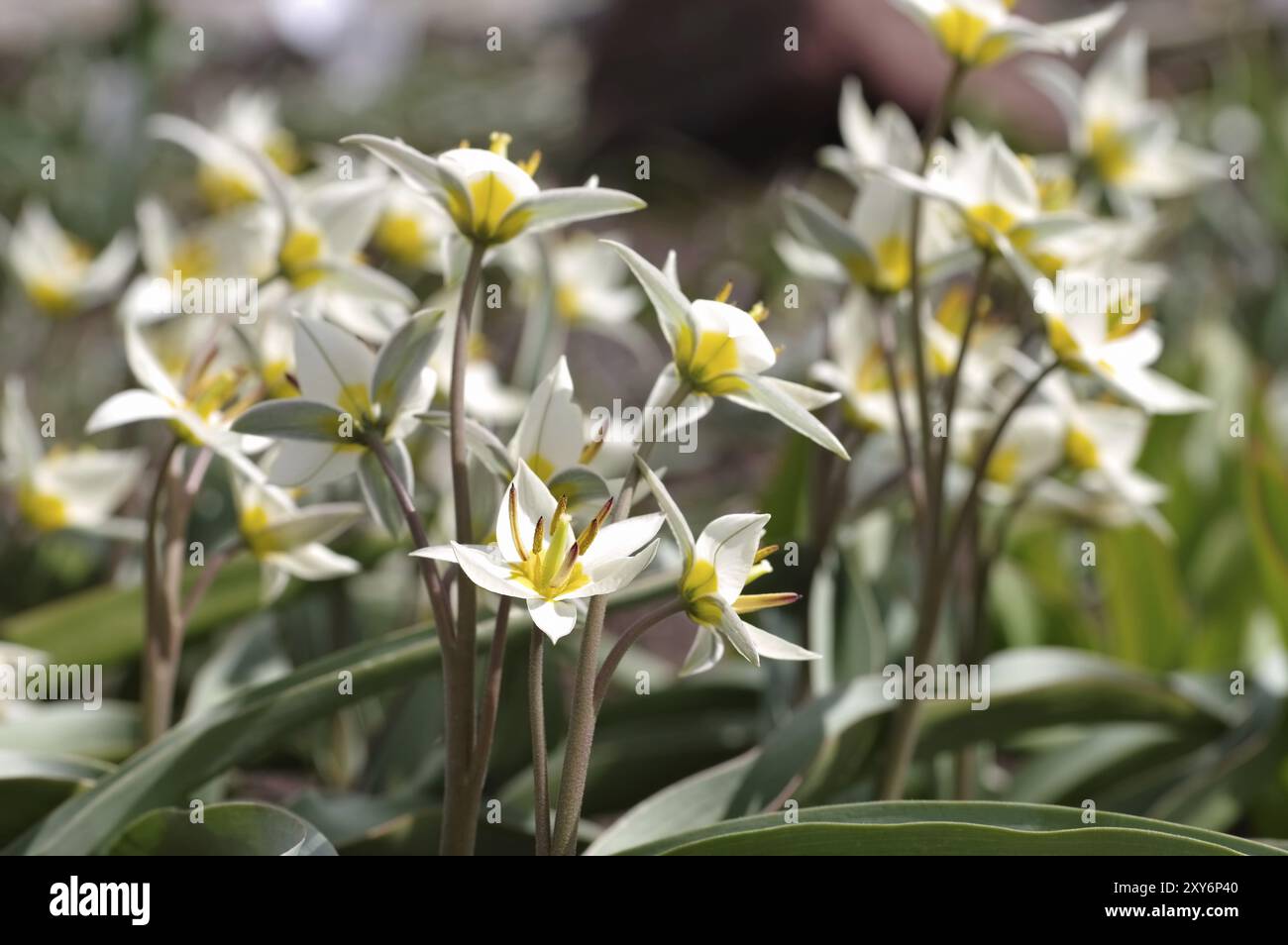 Wildtulpe Tulipa turkestanica, tulipe sauvage est appelée Tulipa turkestanica Banque D'Images