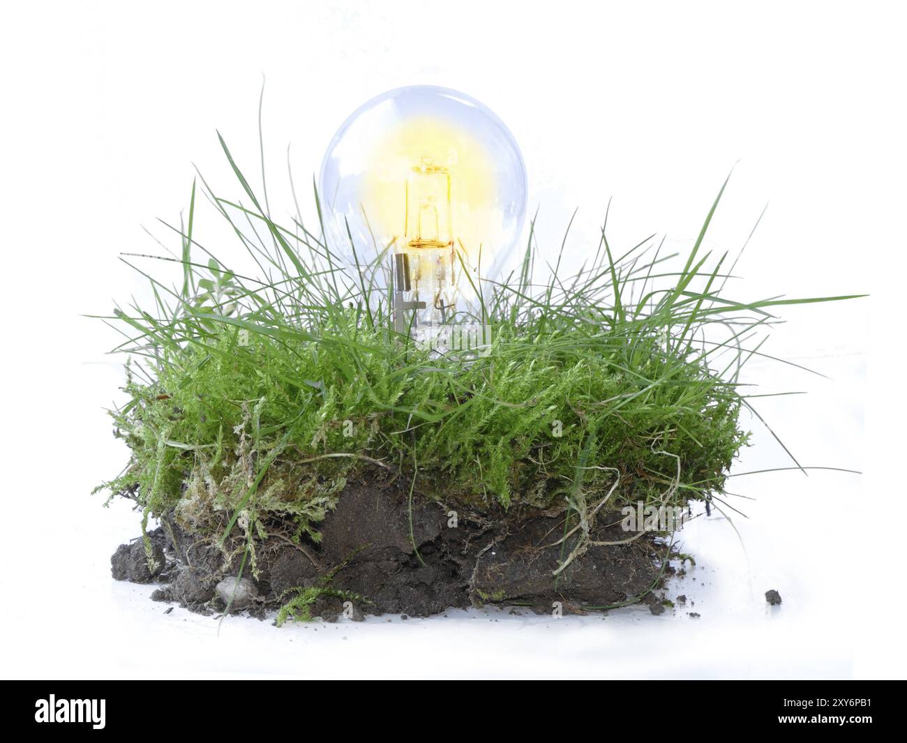 Symbole de l'énergie durable, ampoule dans un morceau d'herbe, renouvelable, écologique, respectueux de l'environnement, isolé Banque D'Images