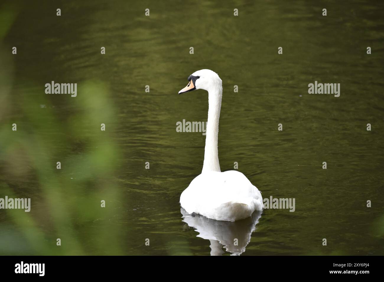 Image de premier plan d'un cygne muet (Cygnus olor) nageant loin de la caméra, avec la tête tournée vers la gauche, prise sur un lac dans le Staffordshire, Royaume-Uni en juillet Banque D'Images