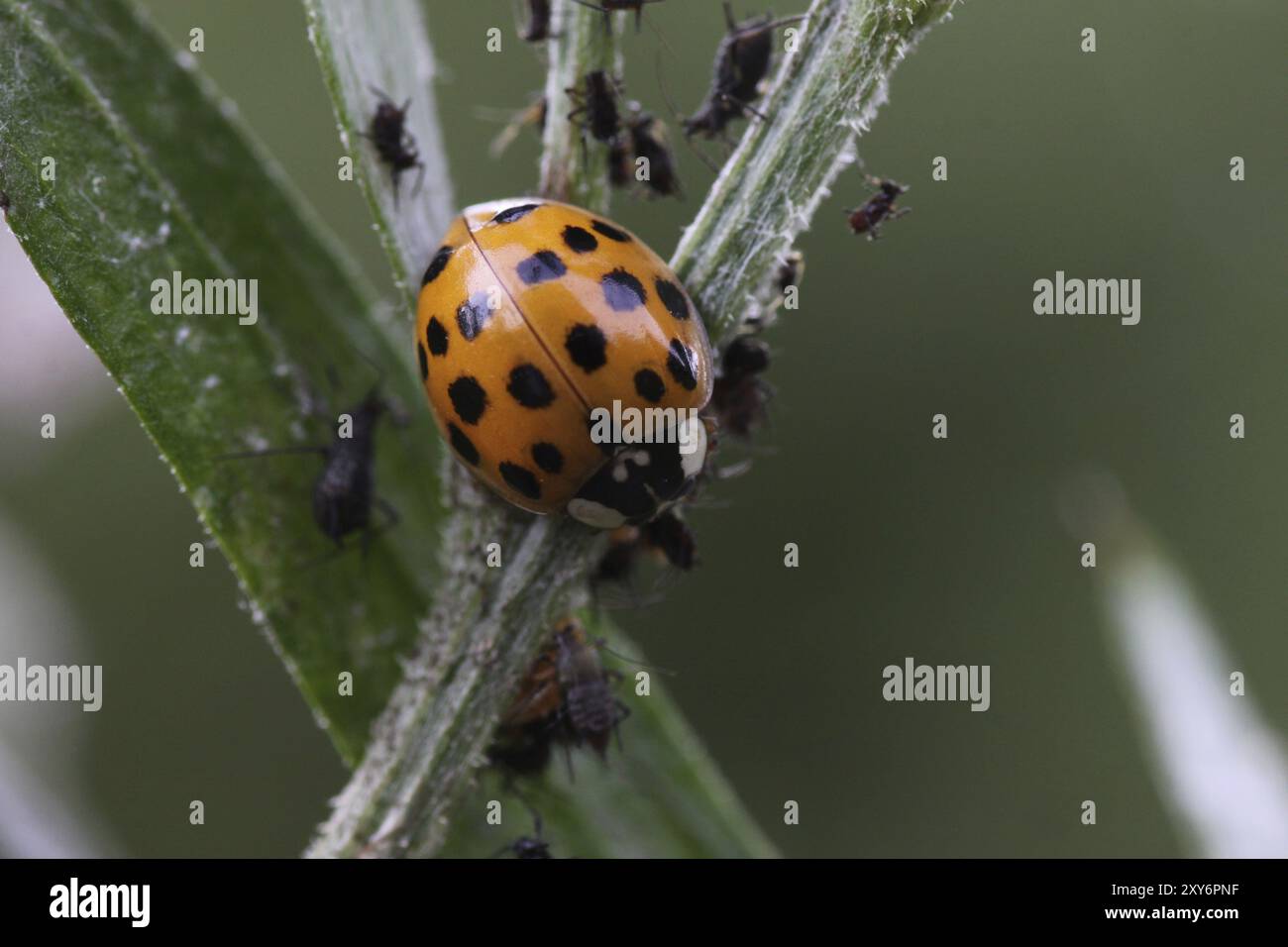 Les coccinelles chassant les pucerons Banque D'Images