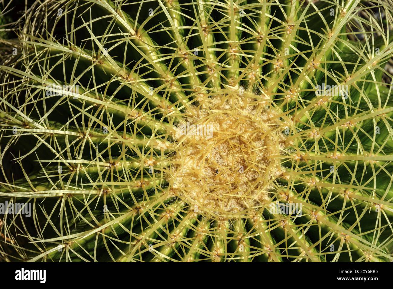 Détail de cactus avec ses épines, couleurs et textures Banque D'Images