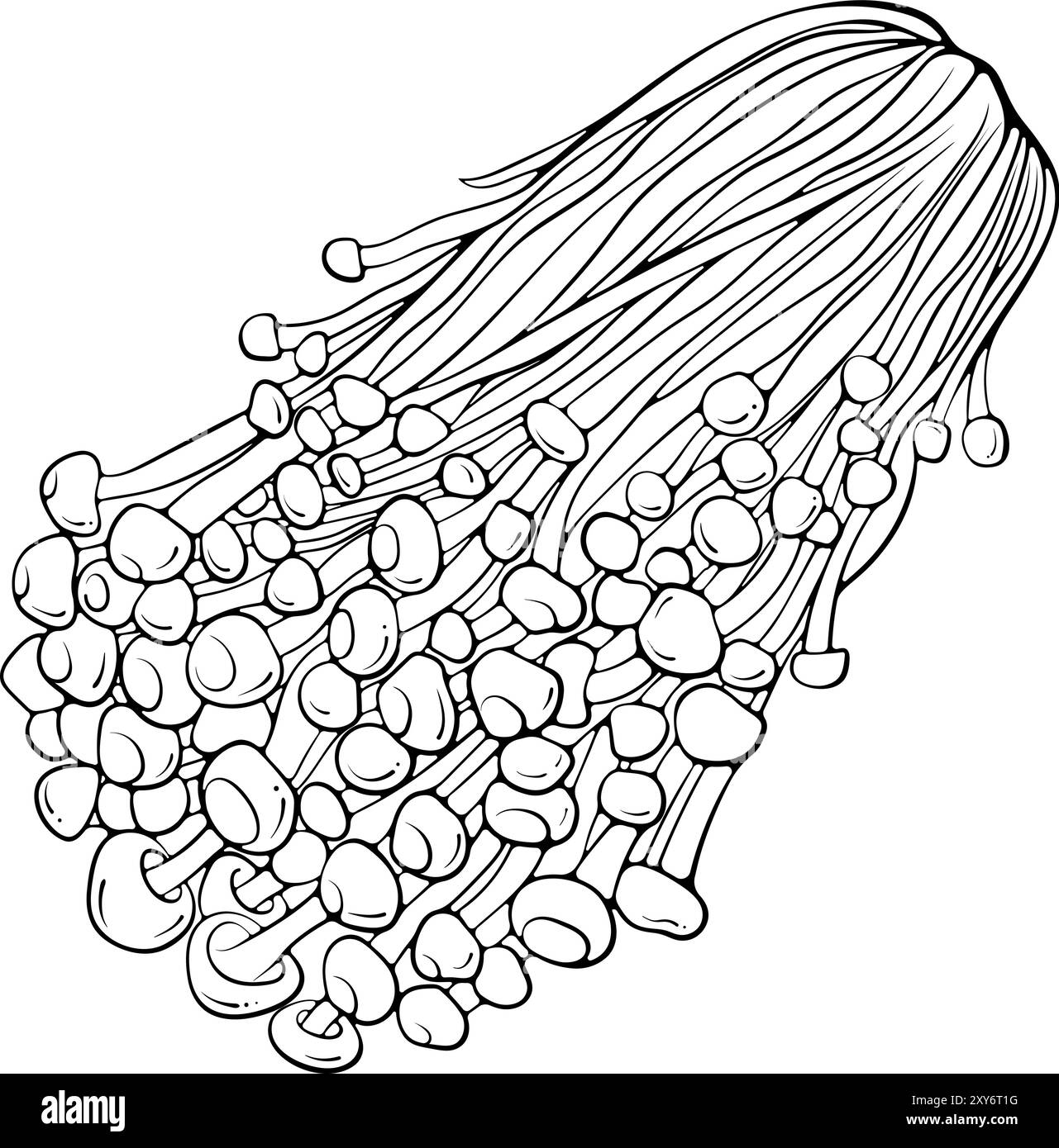 Enoki Mushrooms line art Illustration de Vecteur