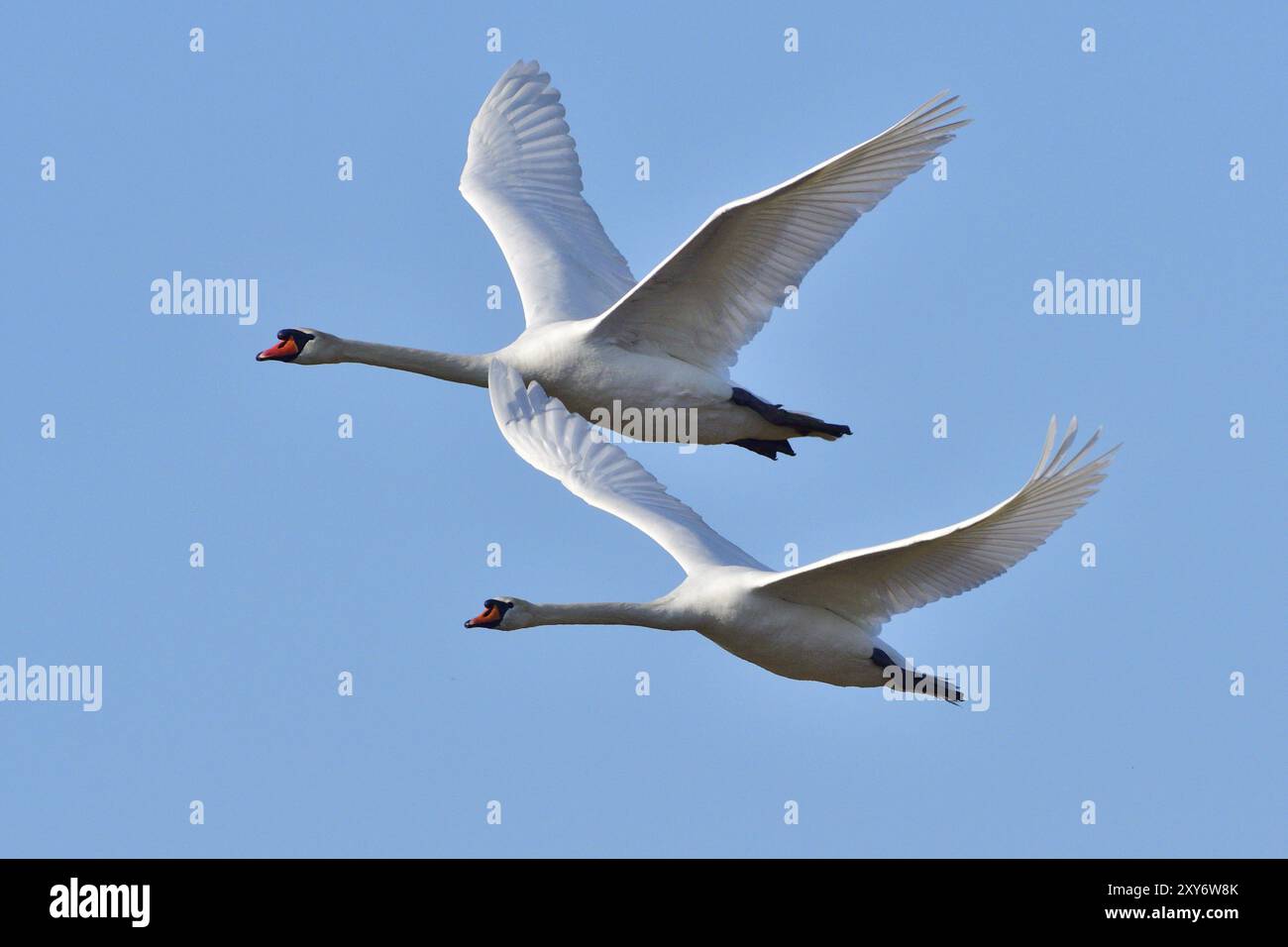 Muet Swan dans la bataille de territoire au printemps, muet Swan pendant la saison de reproduction Banque D'Images