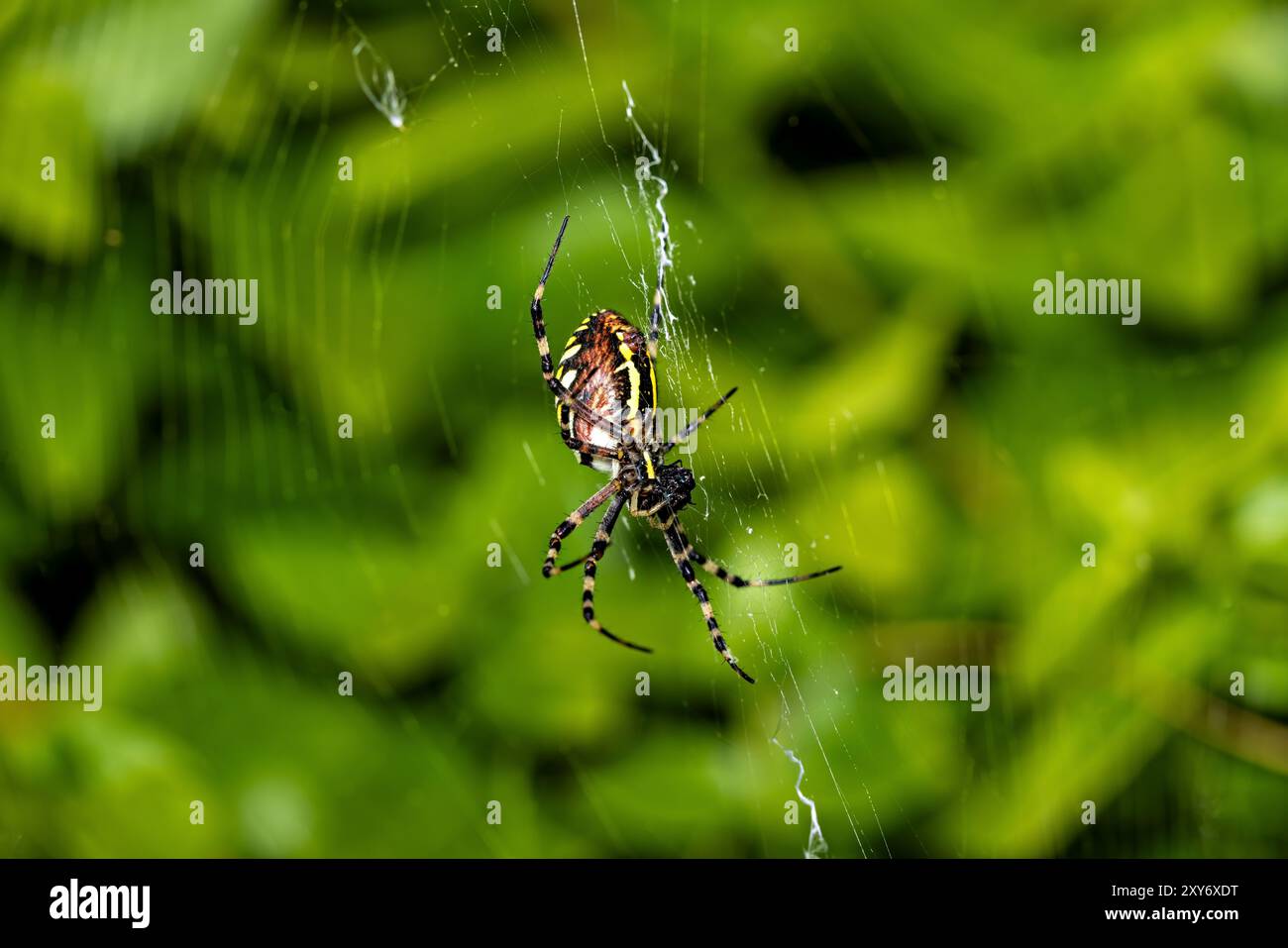 Une guêpe araignée dans le filet Banque D'Images