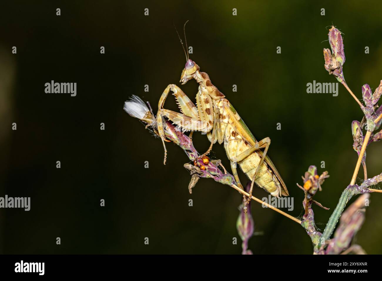 Une fleur adulte Mantis dans la nature Banque D'Images