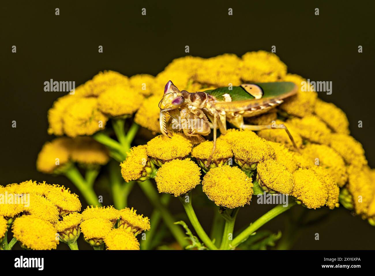 Une fleur adulte Mantis dans la nature Banque D'Images