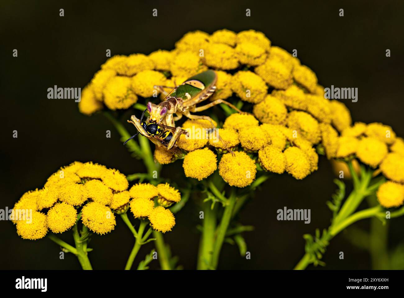 Une fleur adulte Mantis dans la nature Banque D'Images