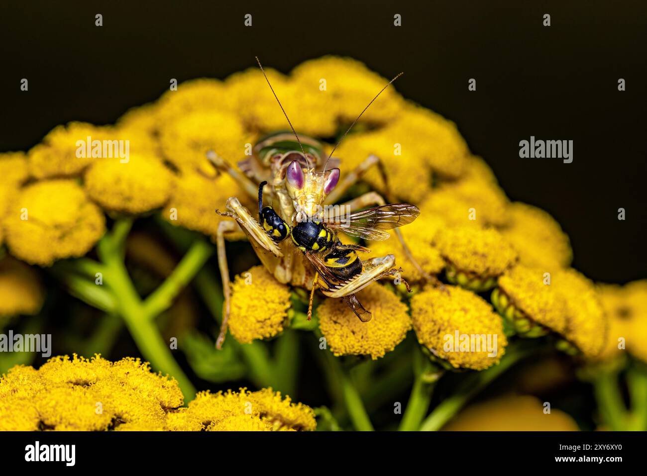 Une fleur adulte Mantis dans la nature Banque D'Images