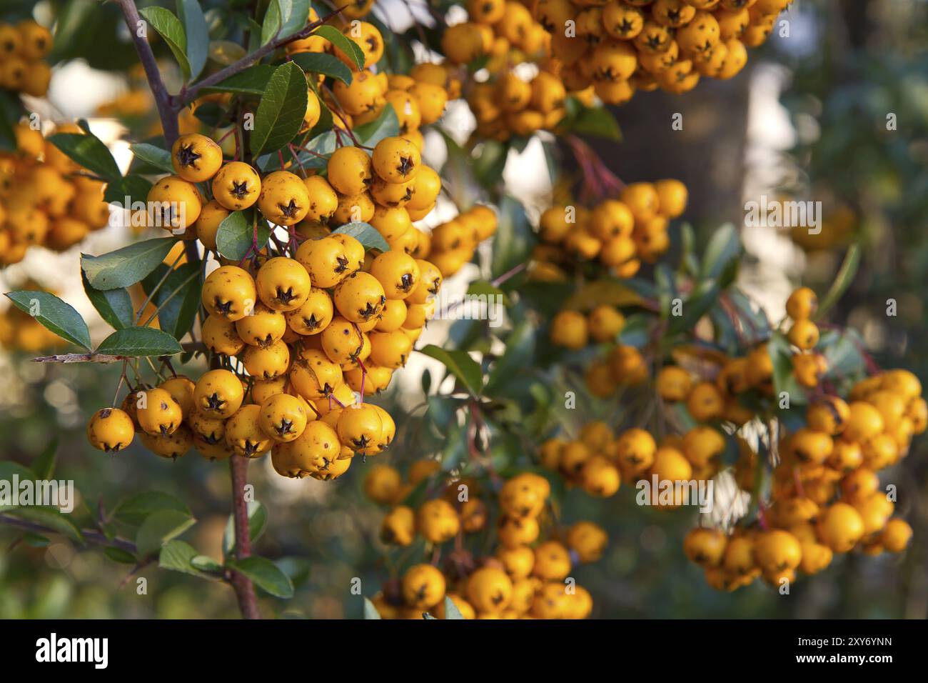 (Couleur Firethorn Pyracantha coccinea) Banque D'Images