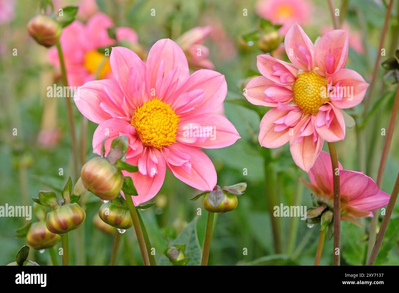 Collarette rose Dahlia «Strawberry bon bon» en fleur. Banque D'Images