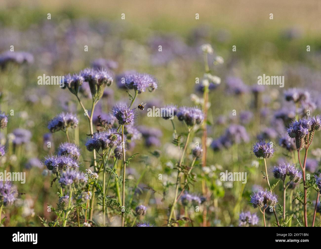 La fleur pourpre agricole / fumier vert . Phacelia et Buckheat attirant une belle abeille qui est ce qu'il est censé faire. Suffolk, Royaume-Uni Banque D'Images