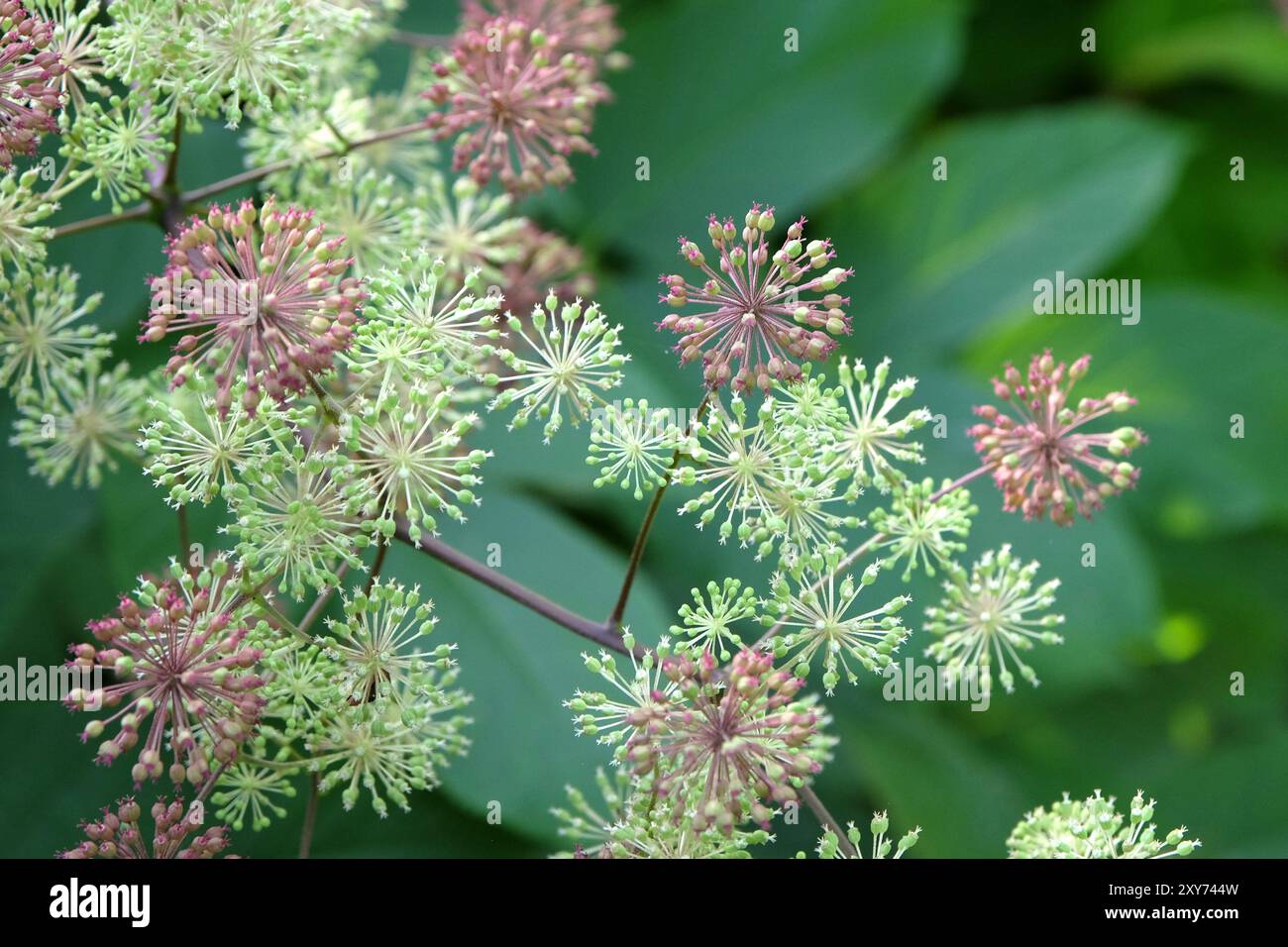 Tête de graine de l'Aralia cordata, également connu sous le nom de spikenard japonais, asperges de montagne ou udo 'Sun King' Bush. Banque D'Images