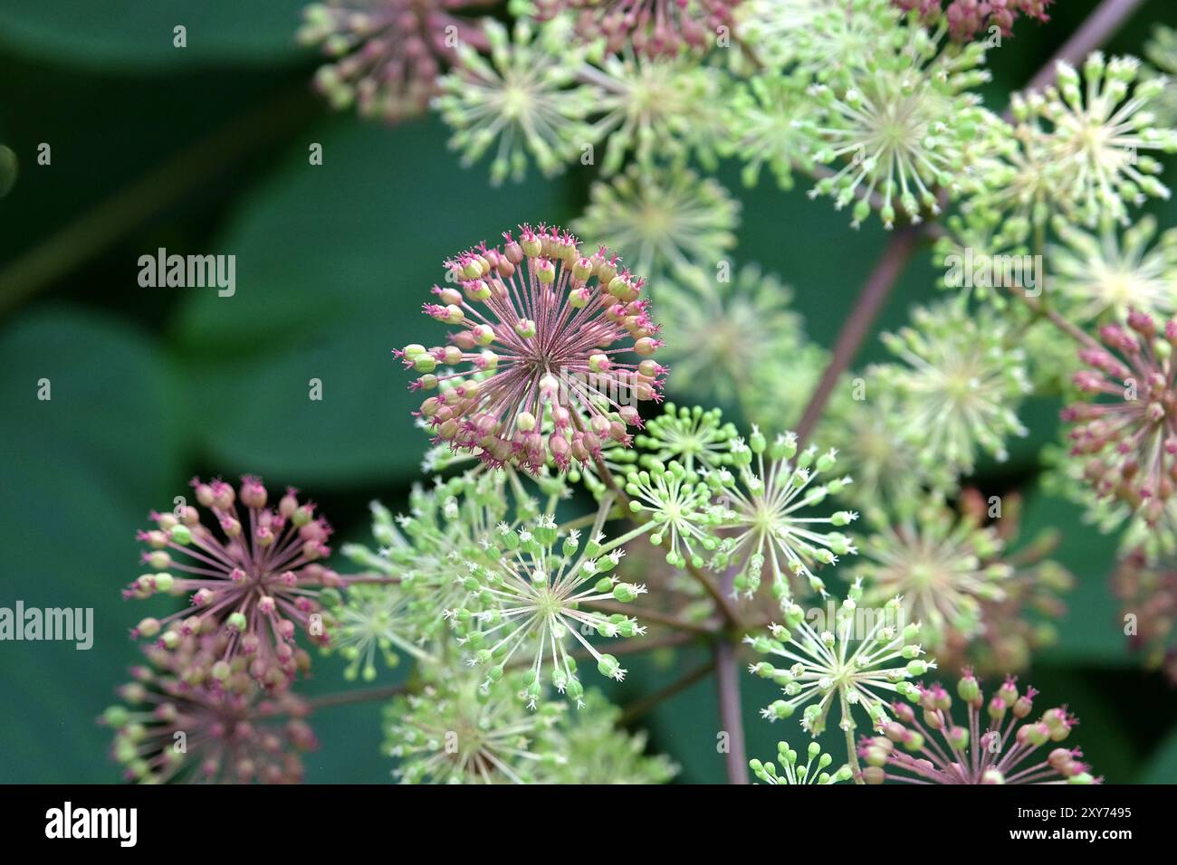 Tête de graine de l'Aralia cordata, également connu sous le nom de spikenard japonais, asperges de montagne ou udo 'Sun King' Bush. Banque D'Images