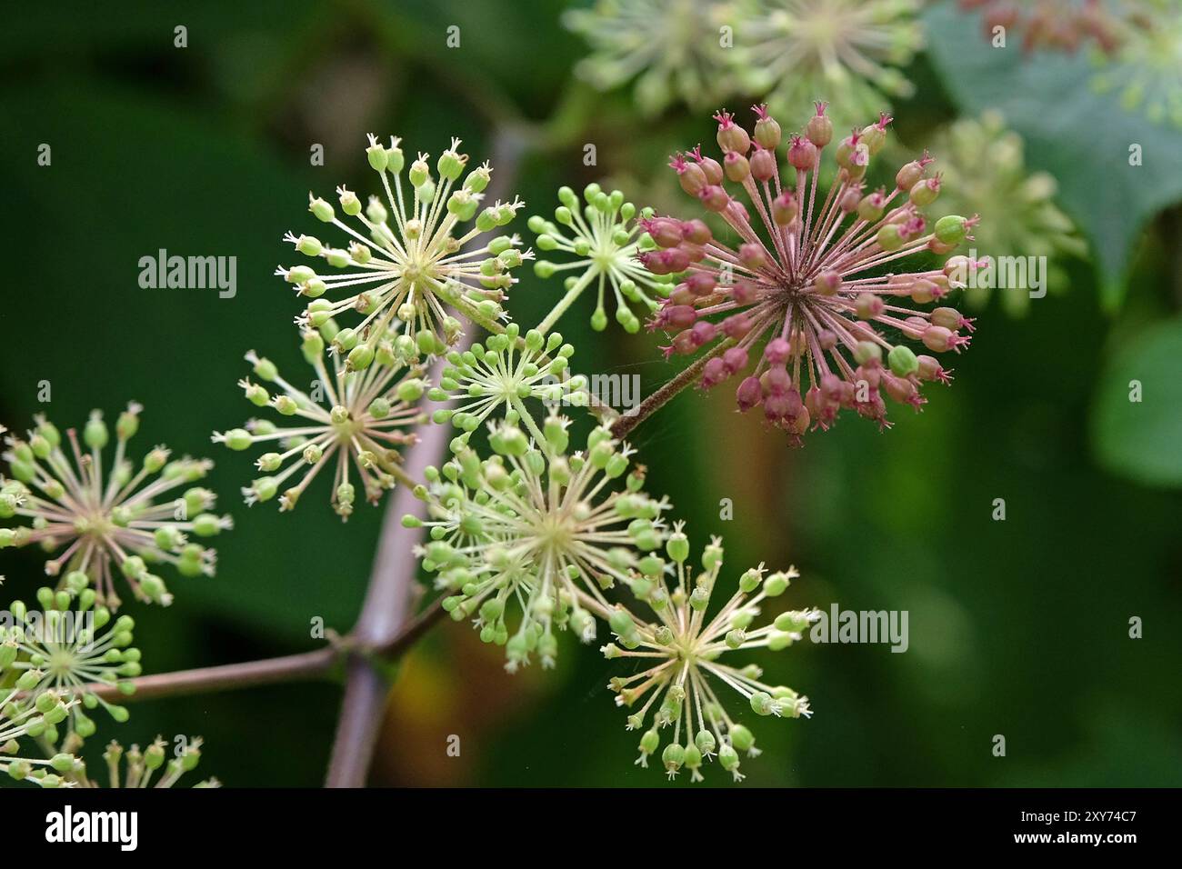 Tête de graine de l'Aralia cordata, également connu sous le nom de spikenard japonais, asperges de montagne ou udo 'Sun King' Bush. Banque D'Images