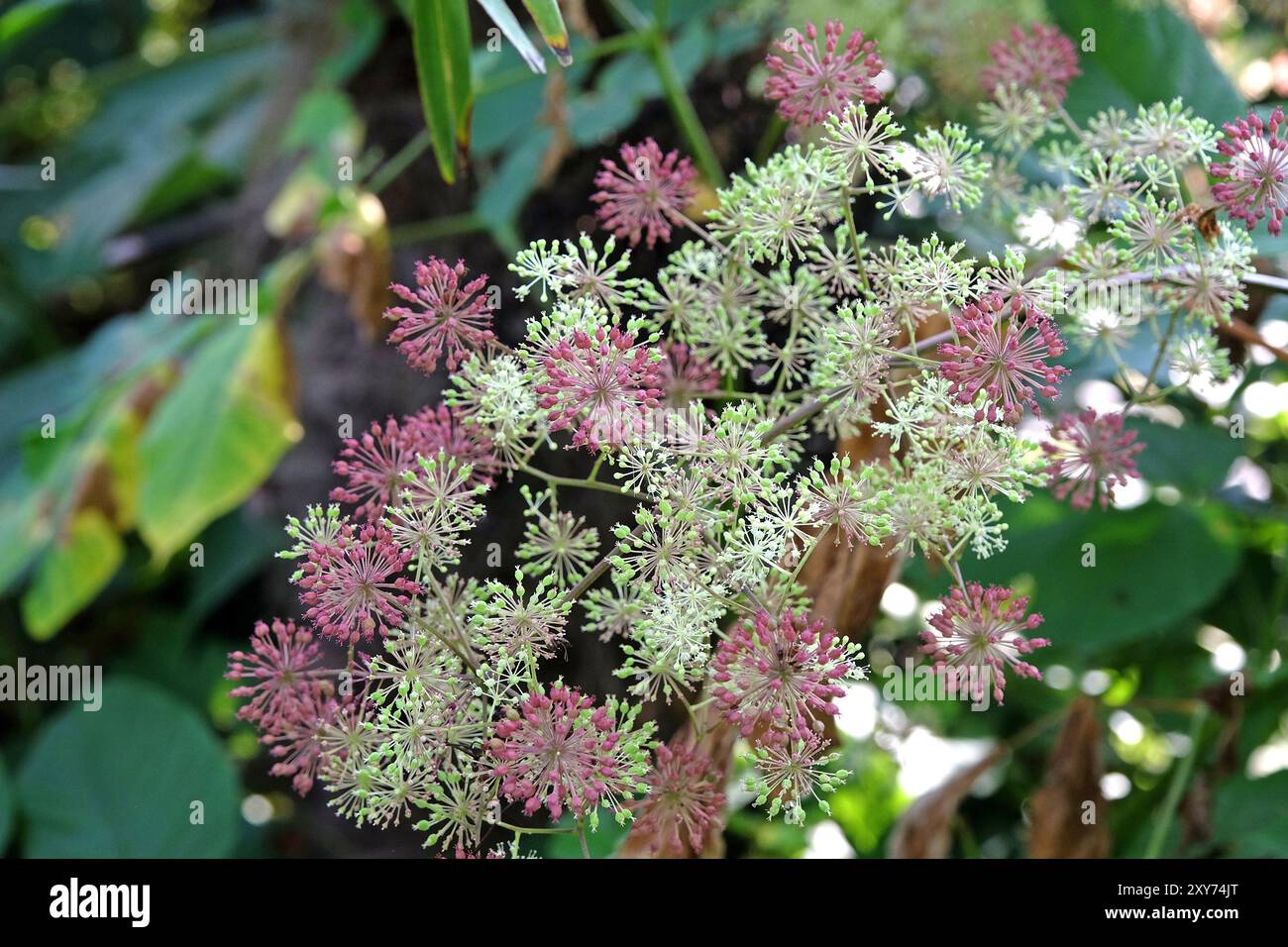 Tête de graine de l'Aralia cordata, également connu sous le nom de spikenard japonais, asperges de montagne ou udo 'Sun King' Bush. Banque D'Images