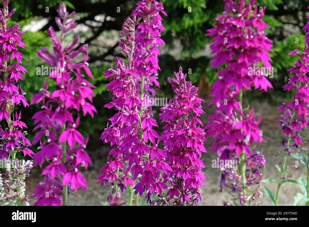 Pourpre Lobelia speciosa ou fleur cardinale «Hadspen Purple» en fleur. Banque D'Images