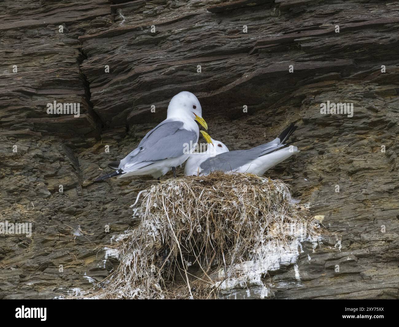 Kittiwake à pattes noires (Rissa tridactyla), couple reproducteur au nid dans une colonie de reproduction, sur les falaises côtières de l'océan Arctique, mai, fjord de Varanger, Norvège, E Banque D'Images