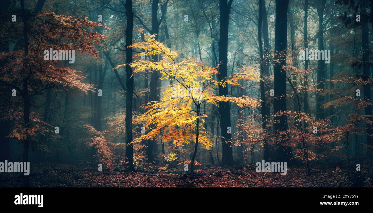 Petit arbre avec des feuilles d'automne jaunes se détachant dans une forêt de sarcelle sombre. Scène de nature tranquille avec atmosphère brumeuse et beau contraste de couleurs Banque D'Images