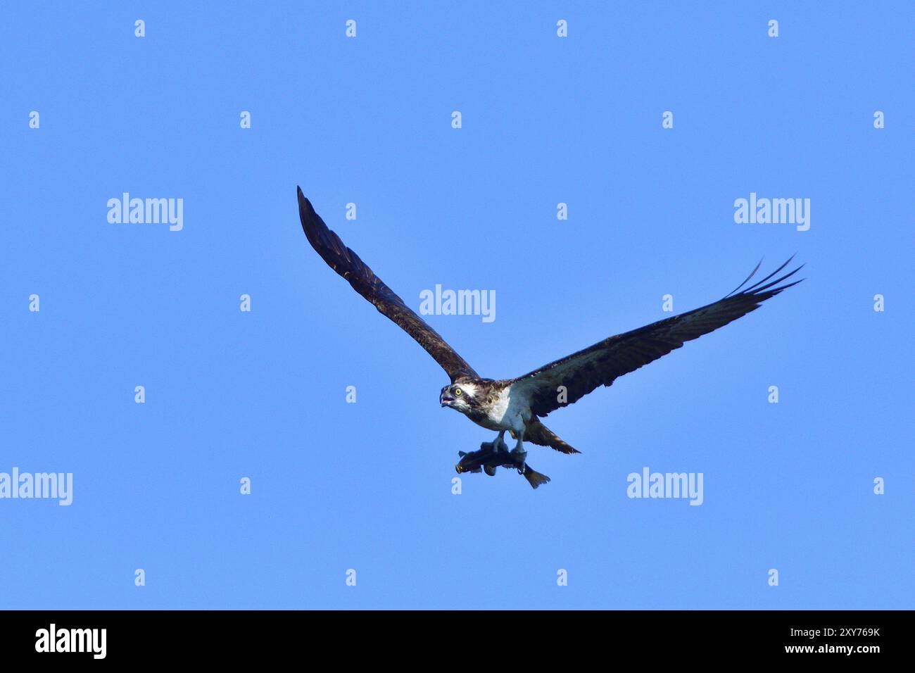 Osprey avec un poisson contre le ciel bleu. Osprey avec proie Banque D'Images