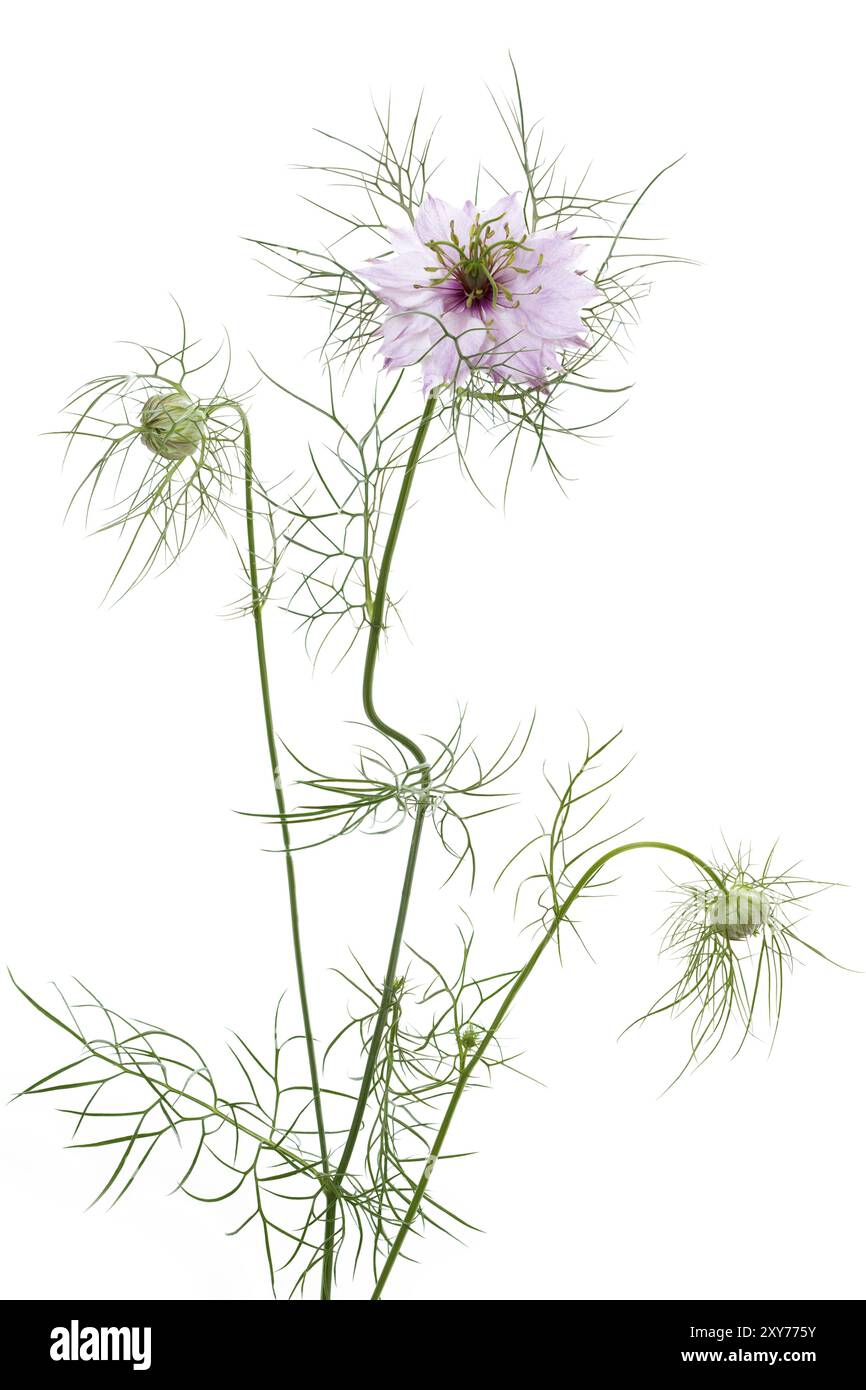 Love-dans-un-mist (Nigella damascena) Banque D'Images