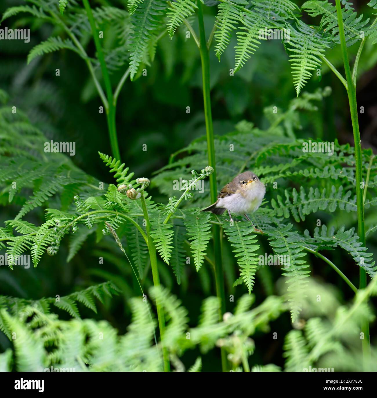 Jeune Willow Warbler parmi Bracken Banque D'Images