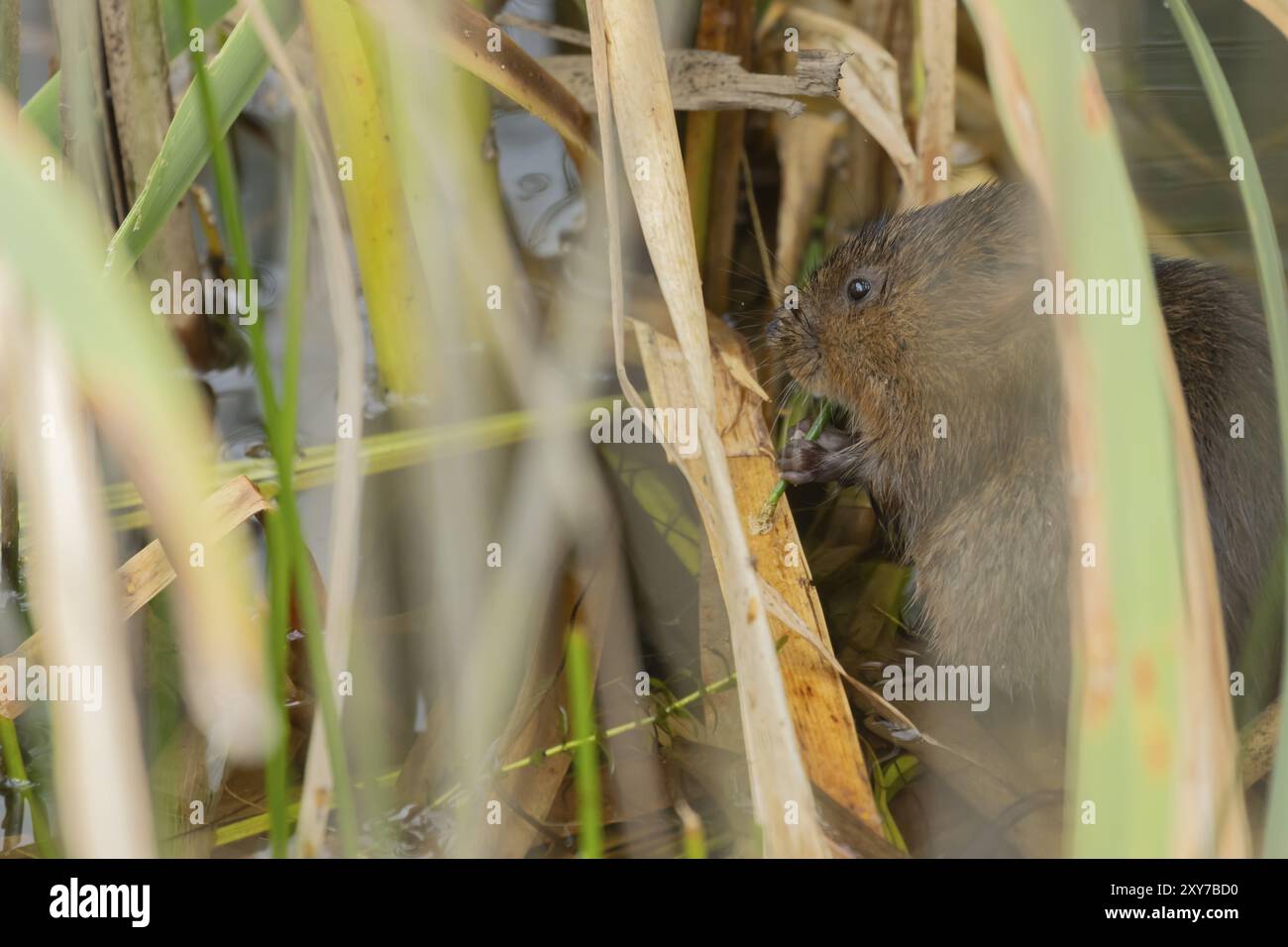 Campagnol d'eau (Arvicola amphibius) animal adulte se nourrissant sur une tige de roseau dans un étang en été, Suffolk, Angleterre, Royaume-Uni, Europe Banque D'Images