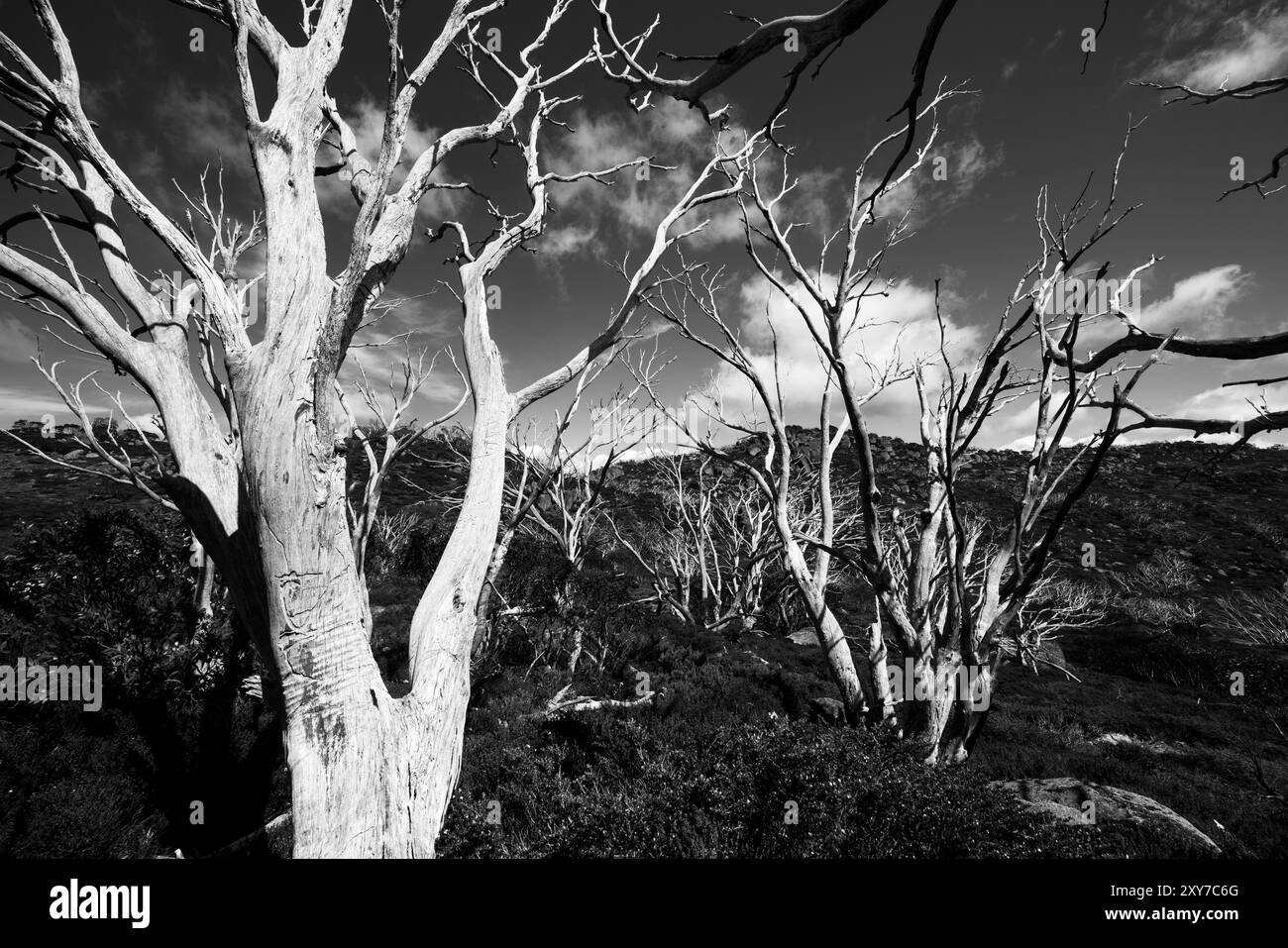 Vue sur le paysage le long du Porcupine Walking Track un jour d'été dans le parc national de Kosciuszko, Snowy Mountains, Nouvelle-Galles du Sud, Australie Banque D'Images
