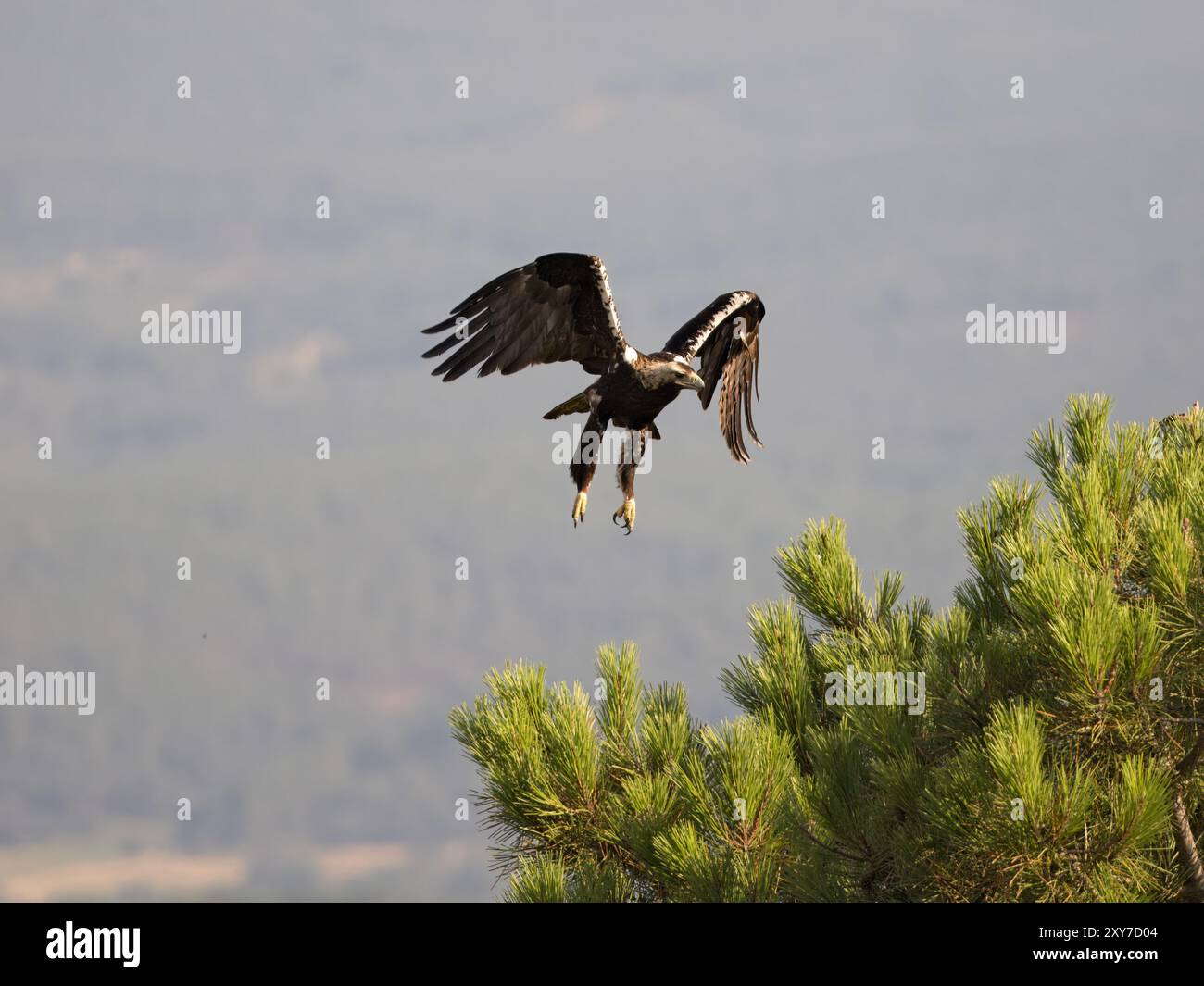 Aigle impérial espagnol (Aquila adalberti) en vol, Calera près de Talavera de la Reina, Espagne Banque D'Images