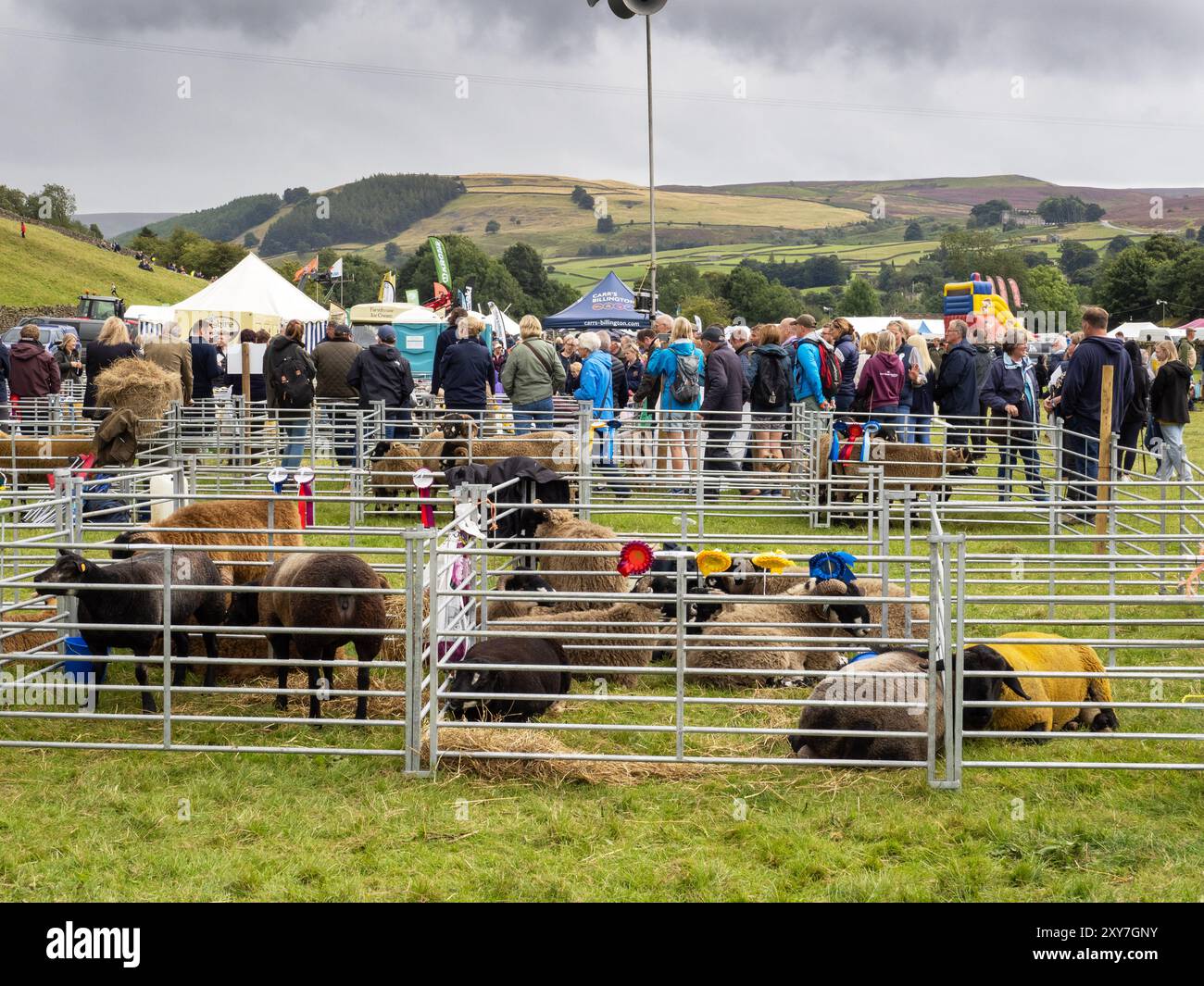 Juger des moutons au Reeth Show à Swaledale, Yorkshire Dales, Royaume-Uni. Banque D'Images