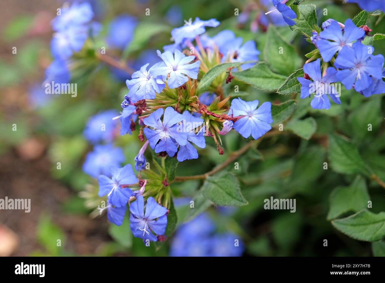 Plumbago chinois bleu, Ceratostigma willmottianum Forest Blue «poux» en fleur. Banque D'Images
