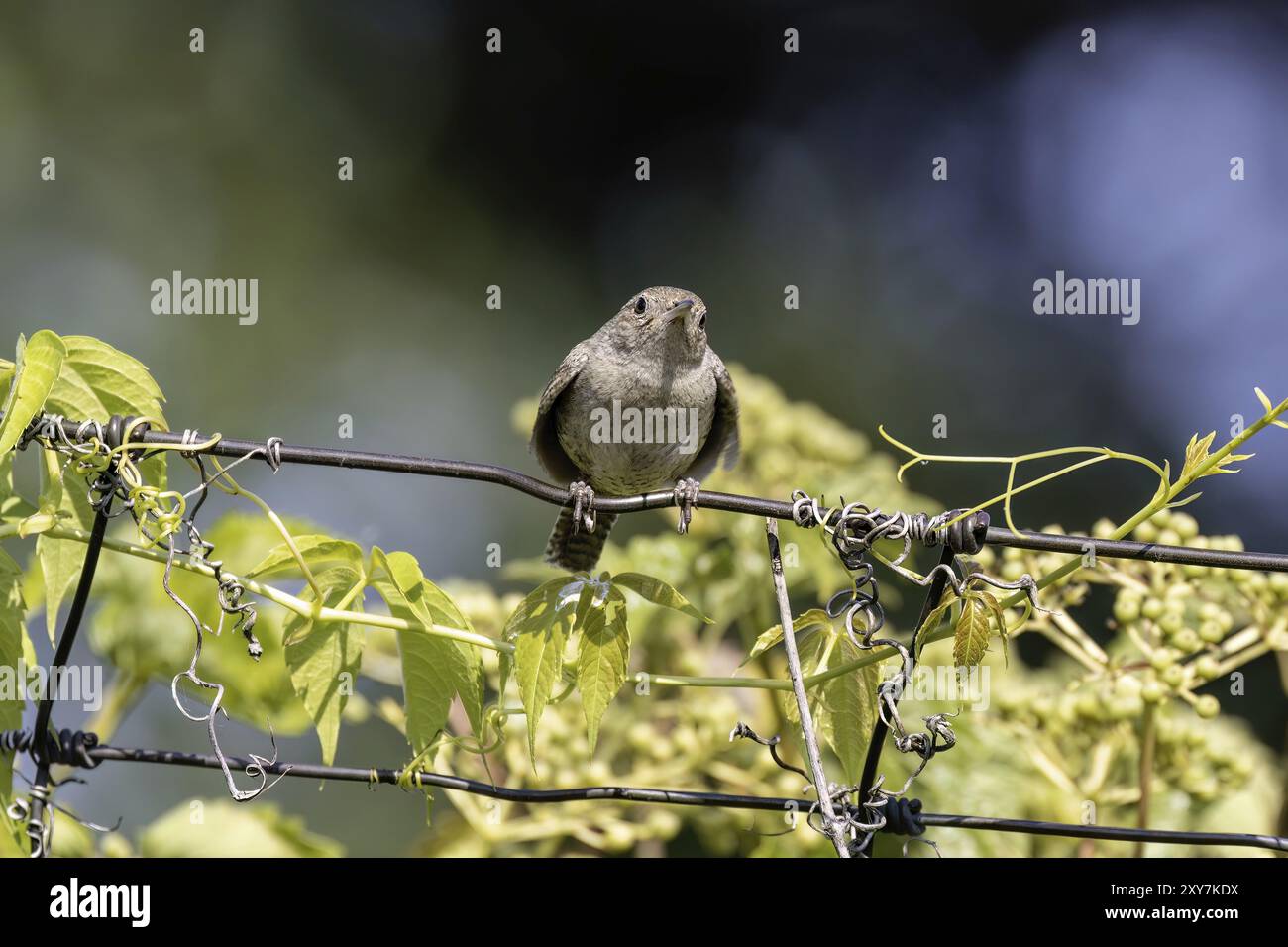 La maison wren (troglodytes aedon) perchée sur la clôture Banque D'Images