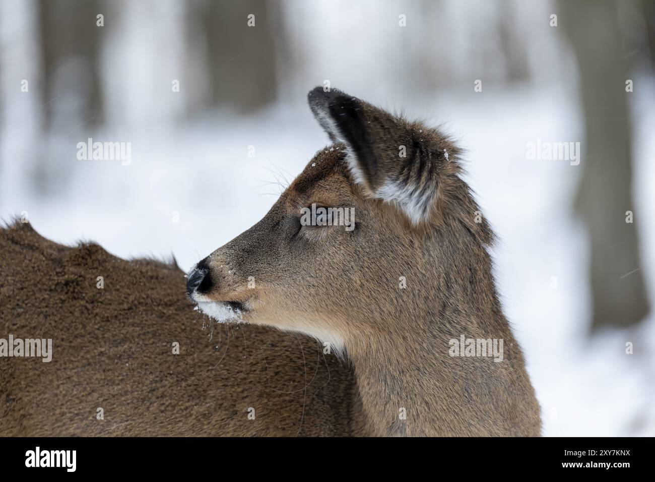 Cerf de Virginie dans la forêt enneigée. Scène du parc national du Wisconsin Banque D'Images