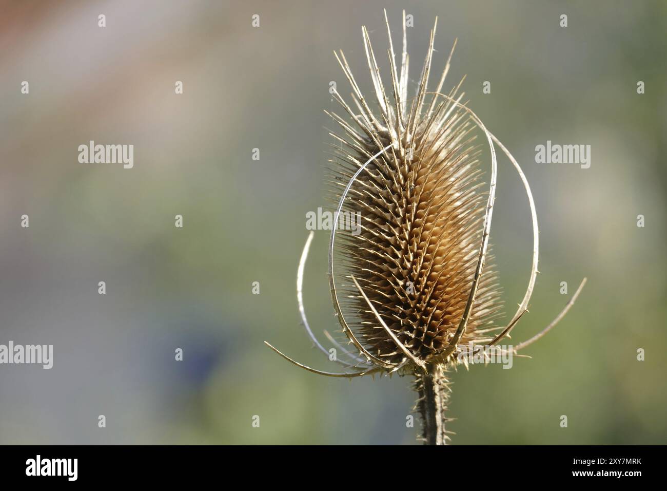 Tête de teasel sauvage ensoleillée, espace de copie dans le fond flou Banque D'Images