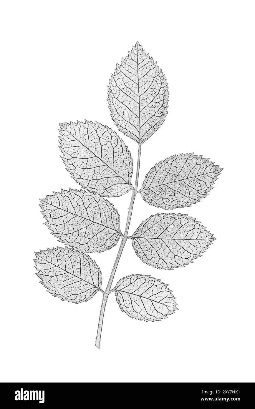 Structure de pétales de rose sur un fond blanc Banque D'Images