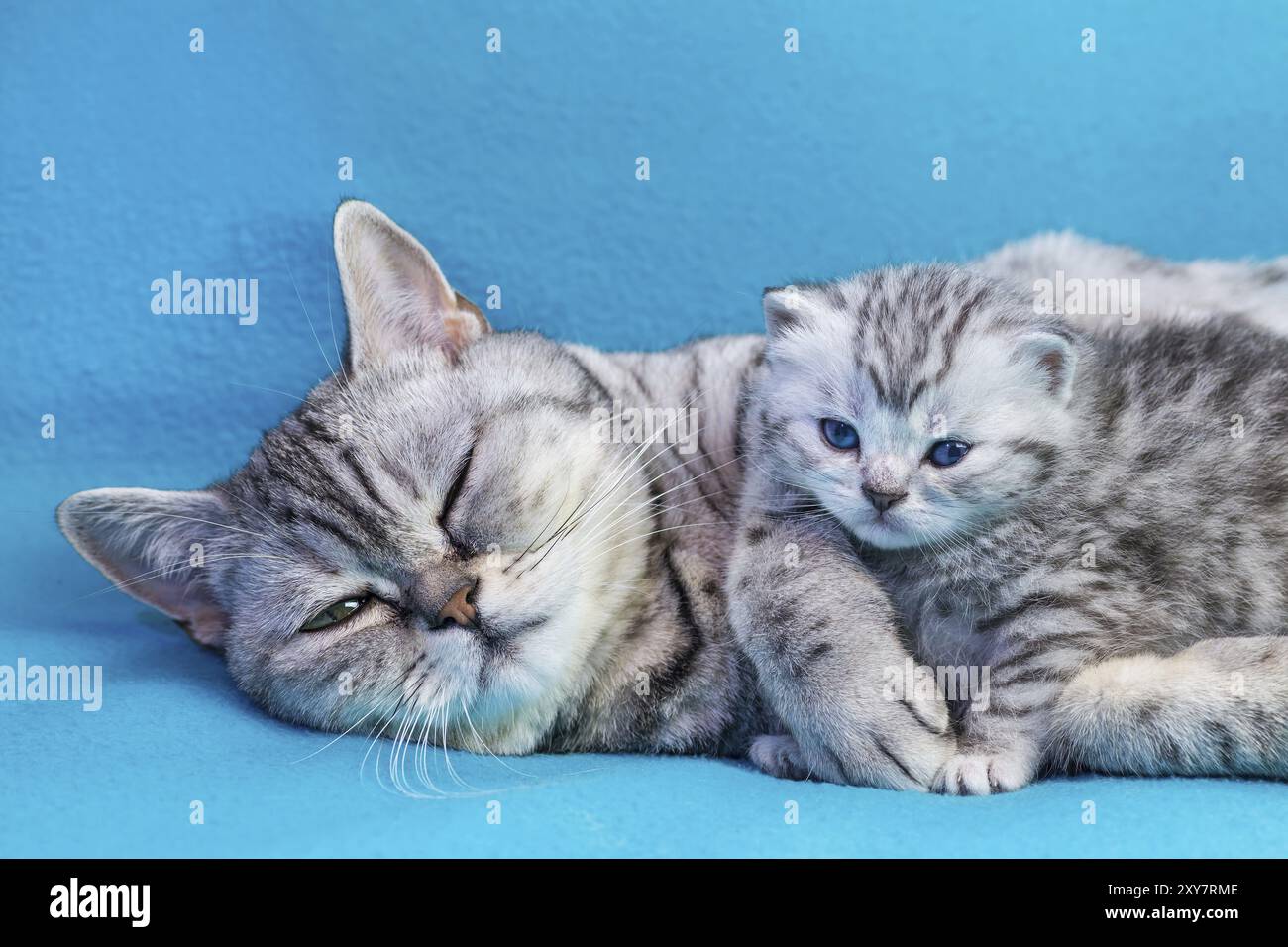 British shorthair black silver spotted tabby cat mère couchée avec jeune chaton sur vêtements bleu Banque D'Images