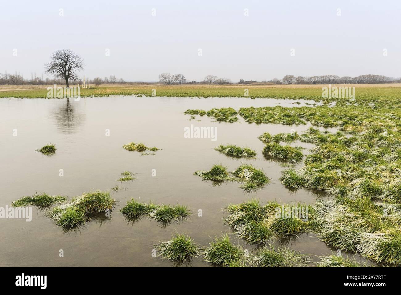 Paysage d'hiver stérile avec arbre et vernis Banque D'Images